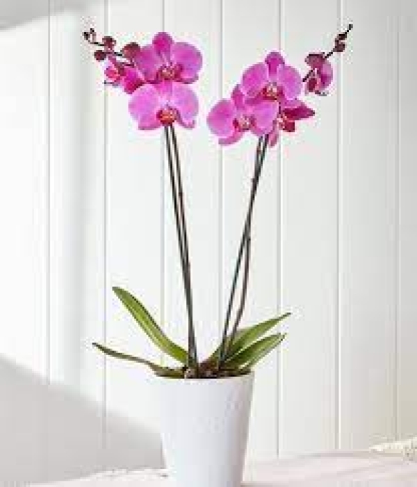 Çift Dallı Pembe Orkide
